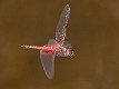 Tramea loewii male-1735